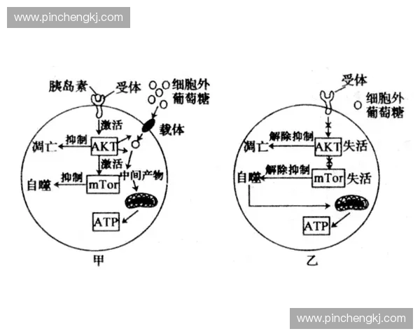 能量代谢在细胞功能维持与疾病防治中的关键作用与机制研究